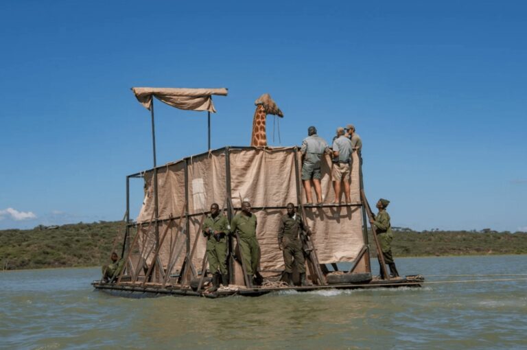 O resgate das girafas