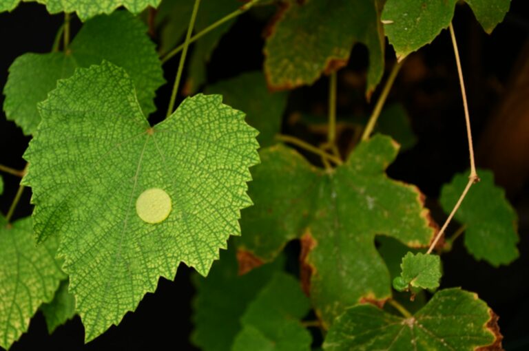 Um band-aid para plantas