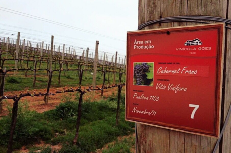 A produção de vinhos se expande pelo Brasil