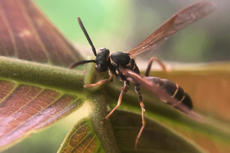 Mais vida na lavoura