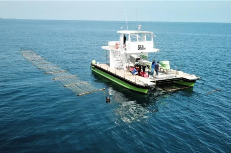 Colheitadeira marítima