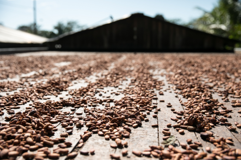 O fruto da conservação