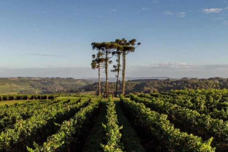 A primeira D.O. para espumantes do Novo Mundo