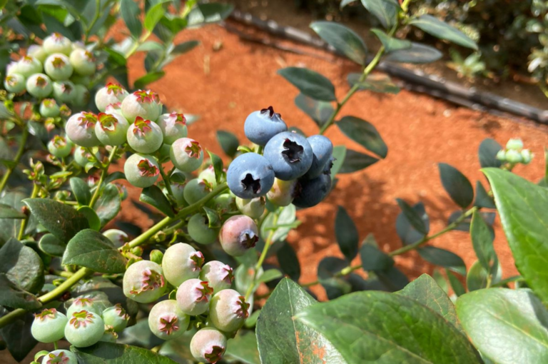 Uma rota alternativa no Cerrado