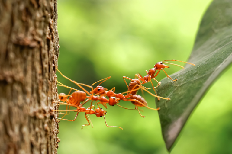 Cultive como as formigas
