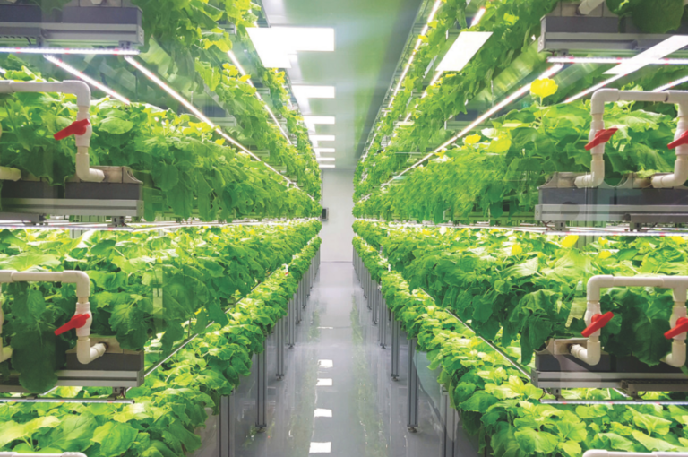 BABILÔNIA 4.0 E OS JARDINS SUSPENSOS DA SUA PRÓXIMA SALADA