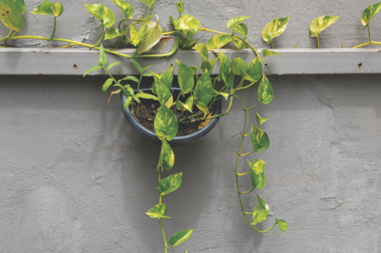 A PLANTA QUE SUGA POLUENTES