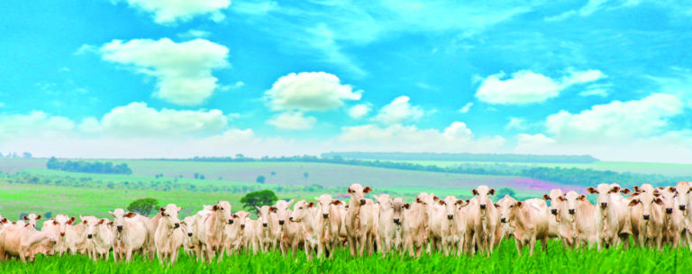 Para a IHARA, a carne é cada vez mais forte