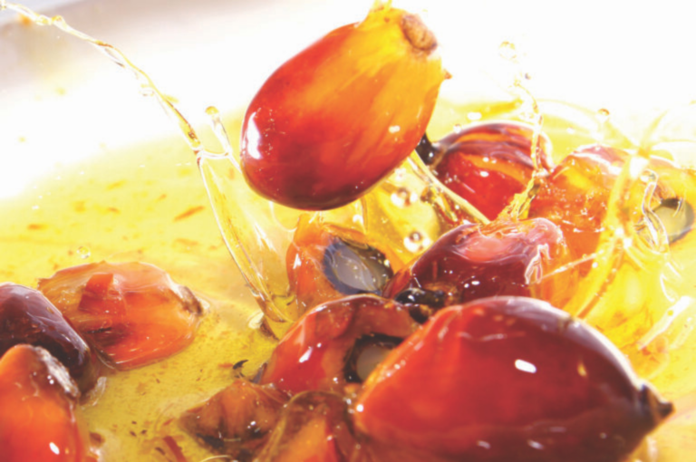 PALMAS PARA A PRESERVAÇÃO