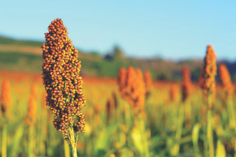 SOLO FÉRTIL PARA O SORGO
