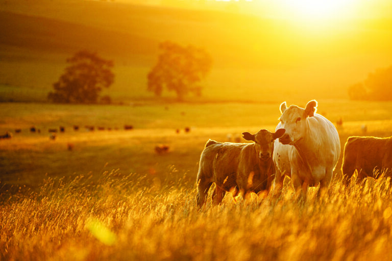Boi cada vez mais verde