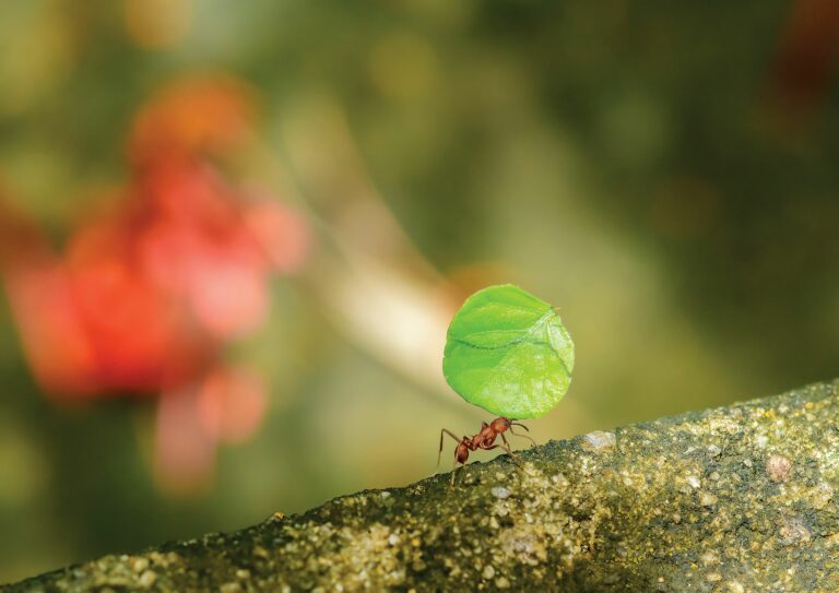 Terreno fértil para os bioinsumos